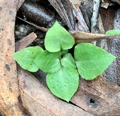 Pterostylis parviflora