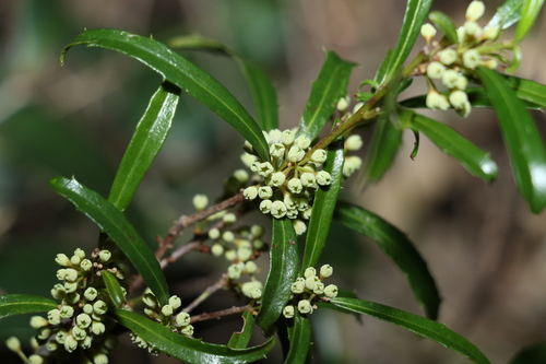 Image of Myrsine angusta by (c) Greg Tasney, some rights reserved (CC BY-SA)