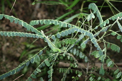 Sophora fraseri