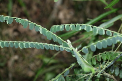 Sophora fraseri