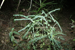 Sophora fraseri