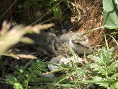Charadrius hiaticula