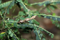 Sophora fraseri