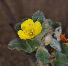 Camissoniopsis cheiranthifolia cheiranthifolia