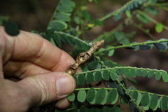 Sophora fraseri