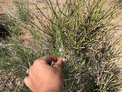 Carlowrightia linearifolia