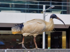 Threskiornis molucca