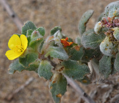 Camissoniopsis cheiranthifolia cheiranthifolia