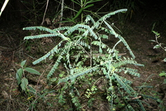 Sophora fraseri