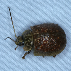 Paropsis intermedia