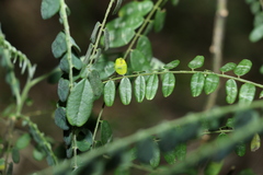 Sophora fraseri