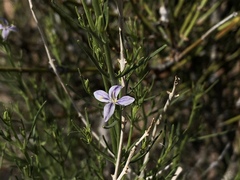 Carlowrightia linearifolia