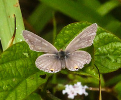 Euchrysops malathana