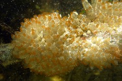 Ecteinascidia turbinata