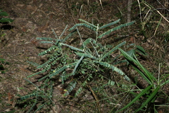 Sophora fraseri