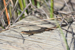 Pseudemoia rawlinsoni