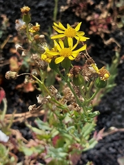 Senecio aetnensis