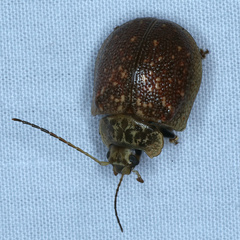 Paropsis intermedia