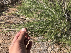 Carlowrightia linearifolia