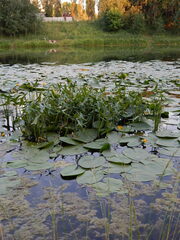 Sagittaria sagittifolia