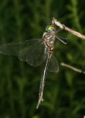 Somatochlora tenebrosa