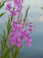 Chamaenerion angustifolium