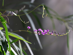 Hardenbergia
