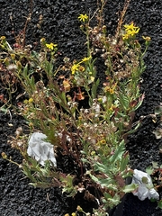 Senecio aetnensis