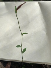 Pterostylis parviflora