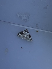 Xanthorhoe fluctuata