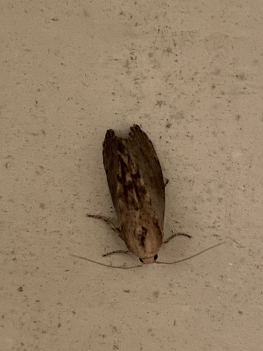 Galleria mellonella
