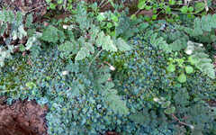 Cheilanthes lasiophylla