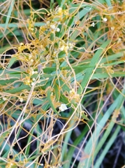 Cuscuta harperi
