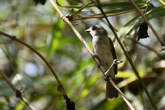 Pachycephala cinerea