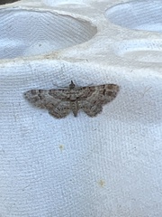 Gymnoscelis rufifasciata