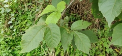 Allophylus rheedei