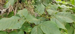 Allophylus rheedei