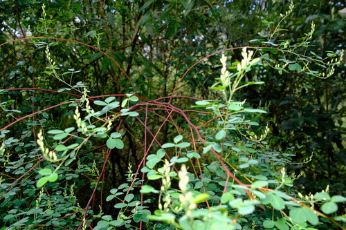 Image of Goodia lotifolia by (c) Peter Crowcroft, some rights reserved (CC BY)