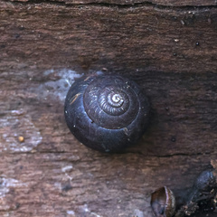 Pommerhelix mastersi