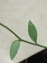 Pterostylis parviflora