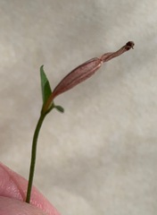 Pterostylis parviflora