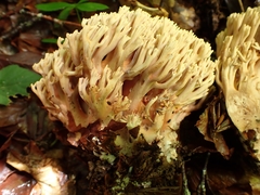 Ramaria bataillei