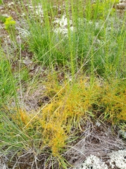 Cuscuta harperi