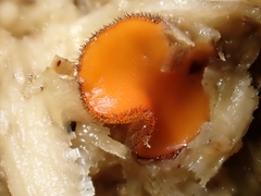Scutellinia hirta