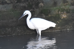 Egretta garzetta