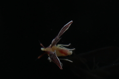 Anotia firebugia
