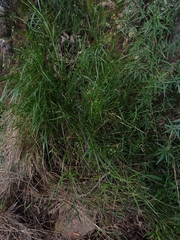 Anthoxanthum rariflorum