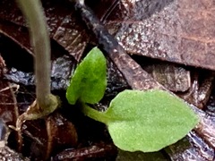 Pterostylis parviflora
