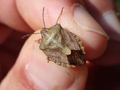 Carpocoris melanocerus