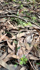 Pterostylis parviflora